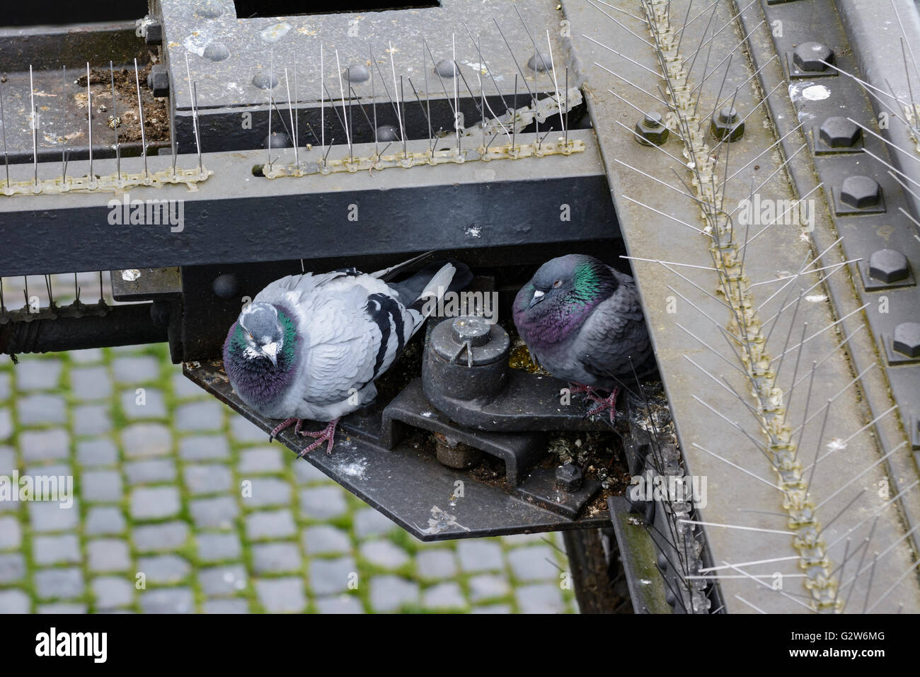 Tauben und Tauben Stachel auf einer Stahlkonstruktion, Frankfurt Am Main, Hessen, Hessen, Deutschland Stockfoto