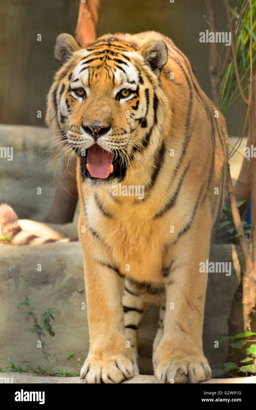 Tiger ist der weltweit größte Vertreter der Familie der Katzen Stockfoto