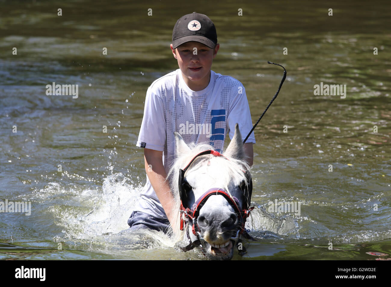 Appleby in Westmorland, Cumbria, England - 3. Juni 2016: Pferde waschen im Fluss Eden vor Handel während der Appleby Horse Fair, ein jährliches Treffen der Roma und fahrenden führt zu platzieren, in der ersten Juniwoche. Appleby Fair ist einzigartig in Europa, rund 10.000 Zigeuner und Reisende anzieht und bis zu 30.000 Besucher. Bildnachweis: AC Bilder/Alamy Live-Nachrichten Stockfoto