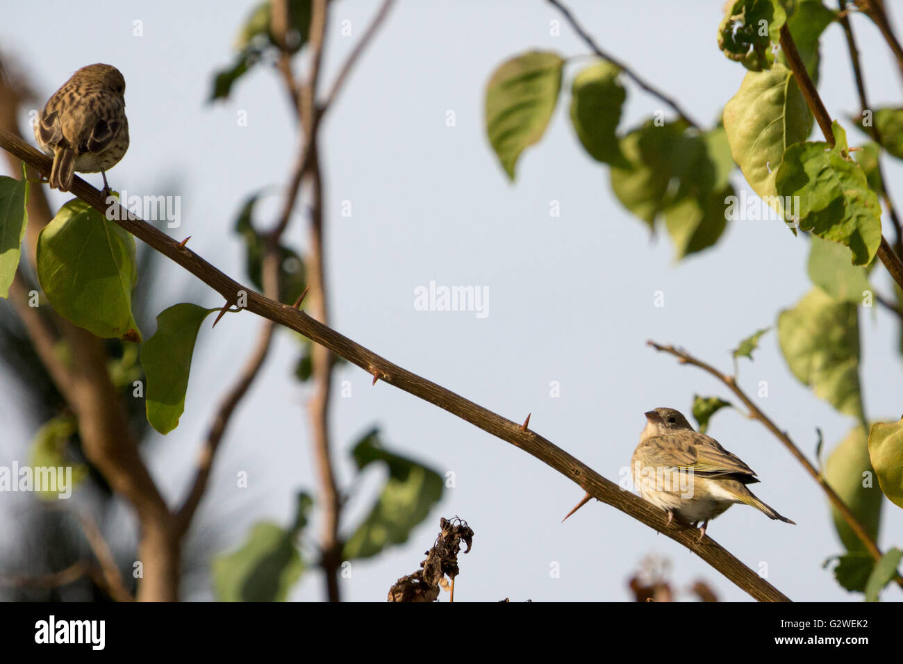 Asuncion, Paraguay. Juni 2016. Zwei weibliche safranfinkenvögel (Sicalis flaveola), die auf einem Ast sitzen, werden an sonnigen Tagen in Asuncion, Paraguay, beobachtet. Anm.: Andre M. Chang/Alamy Live News Stockfoto
