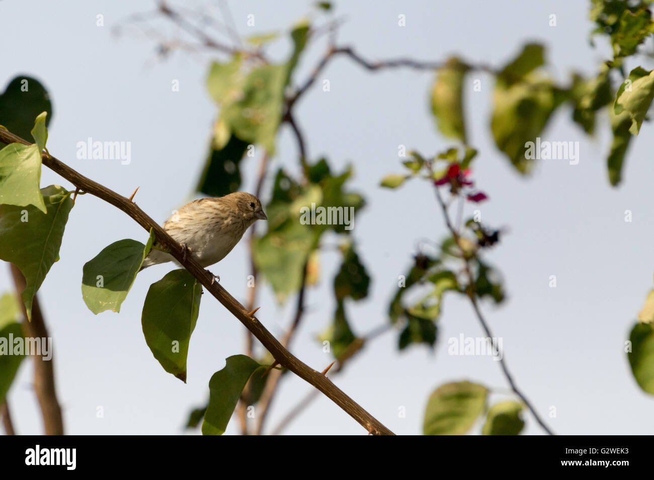 Asuncion, Paraguay. Juni 2016. Ein weiblicher safranfink (Sicalis flaveola), der auf einem Ast sitzt, wird an sonnigen Tagen in Asuncion, Paraguay, beobachtet. Anm.: Andre M. Chang/Alamy Live News Stockfoto