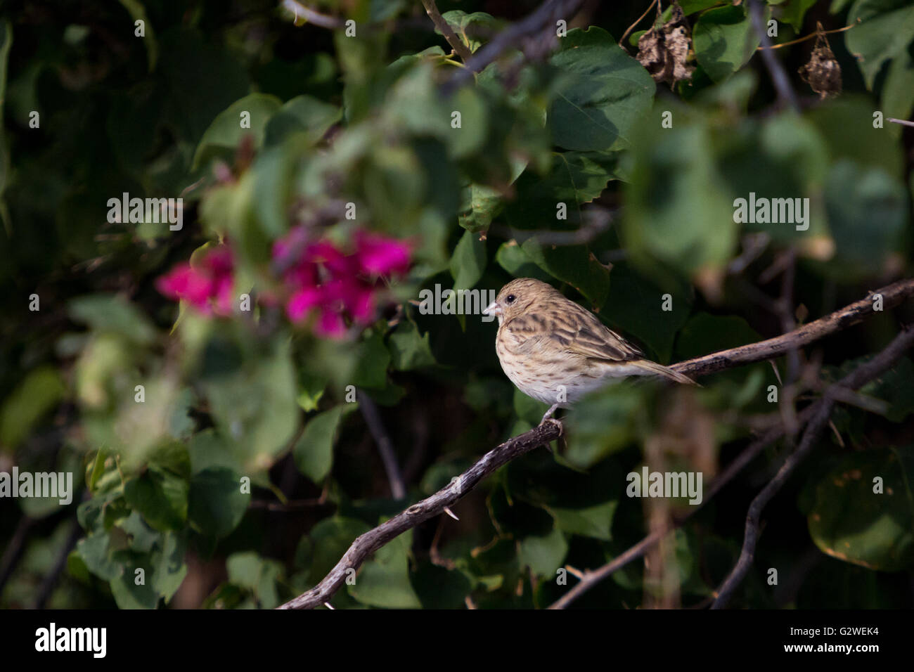Asuncion, Paraguay. Juni 2016. Ein weiblicher safranfink (Sicalis flaveola), der auf einem Ast sitzt, wird an sonnigen Tagen in Asuncion, Paraguay, beobachtet. Anm.: Andre M. Chang/Alamy Live News Stockfoto