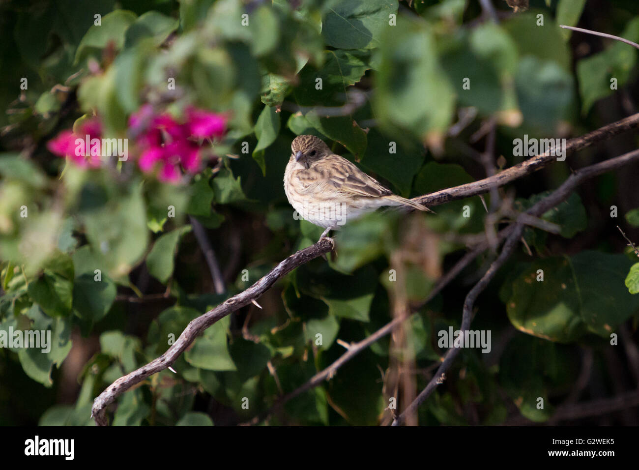 Asuncion, Paraguay. Juni 2016. Ein weiblicher safranfink (Sicalis flaveola), der auf einem Ast sitzt, wird an sonnigen Tagen in Asuncion, Paraguay, beobachtet. Anm.: Andre M. Chang/Alamy Live News Stockfoto