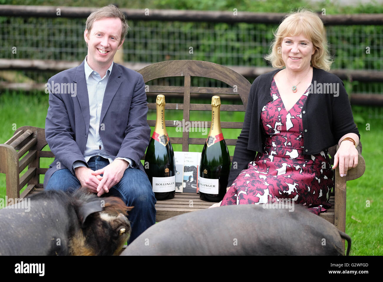 Kington, Herefordshire, England Juni 2016 - Bollinger Everyman Wodehouse Prize für kleine Rassen-Farm, Kington, Comic Fiction, Herefordshire, UK – Autoren Paul Murray und Hannah Rothschild feiern gemeinsame Gewinner dieses Preises Jahre für Comic Fiction. Neben der Ehre und der Champagner, den jeder Autor ein lokal gezüchteten Schwein, benannt nach ihrer Buchtitel – haben, wird Paul Murray ein Schwein namens The Mark und der Leere, Hannah Rothschild haben ein Schwein namens die Unwahrscheinlichkeit der Liebe. Stockfoto