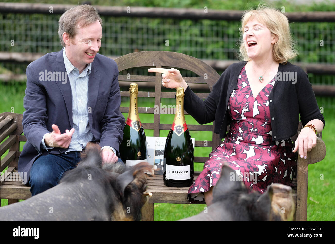 Kington, Herefordshire, England Juni 2016 - Bollinger Everyman Wodehouse Prize für kleine Rassen-Farm, Kington, Comic Fiction, Herefordshire, UK – Autoren Paul Murray und Hannah Rothschild feiern gemeinsame Gewinner dieses Preises Jahre für Comic Fiction. Neben der Ehre und der Champagner, den jeder Autor ein lokal gezüchteten Schwein, benannt nach ihrer Buchtitel – haben, wird Paul Murray ein Schwein namens The Mark und der Leere, Hannah Rothschild haben ein Schwein namens die Unwahrscheinlichkeit der Liebe. Stockfoto