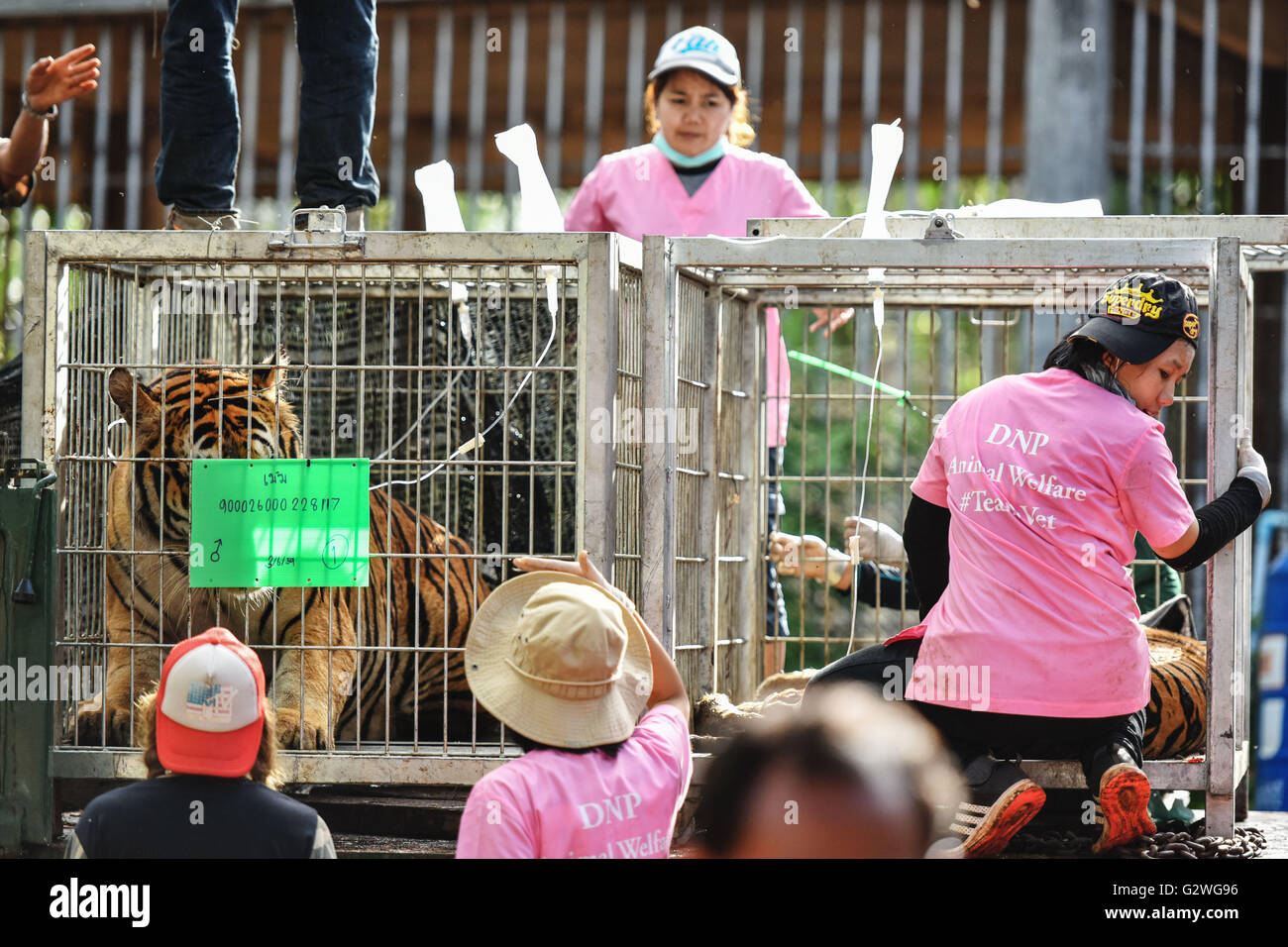 Kanchanaburi, Thailand. 3. Juni 2016. Thai Wild Mitarbeiter setzen Erwachsene Tiger in Käfigen vor ihrem Umzug von Wat Pha Luang Ta Bua oder "Tiger Tempel", in der Provinz Kanchanaburi, Zentral-Thailand, 3. Juni 2016. Die letzte Charge von insgesamt 137 Tiger aus der Tiger Tempel Kanchanaburi Provinz von Thailand wurden umgesiedelt, am Samstag, 6 Tage lang Tiger Umzug ein Ende gesetzt, während 5 Verdächtigen, darunter 3 Mönche Tierwelt Besitz jetzt angeklagt sind. © Li Mangmang/Xinhua/Alamy Live-Nachrichten Stockfoto