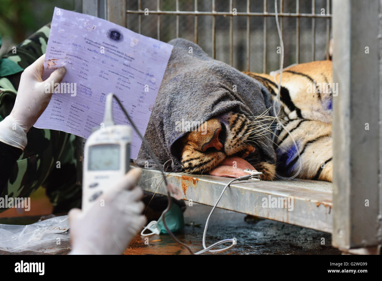 Kanchanaburi, Thailand. 3. Juni 2016. Ein Tierarzt führt körperliche Gesundheitstest für ein Erwachsener Tiger vor seinen Umzug von Wat Pha Luang Ta Bua, oder "Tiger Tempel", in der Provinz Kanchanaburi, Zentral-Thailand, 3. Juni 2016. Die letzte Charge von insgesamt 137 Tiger aus der Tiger Tempel Kanchanaburi Provinz von Thailand wurden umgesiedelt, am Samstag, 6 Tage lang Tiger Umzug ein Ende gesetzt, während 5 Verdächtigen, darunter 3 Mönche Tierwelt Besitz jetzt angeklagt sind. © Li Mangmang/Xinhua/Alamy Live-Nachrichten Stockfoto