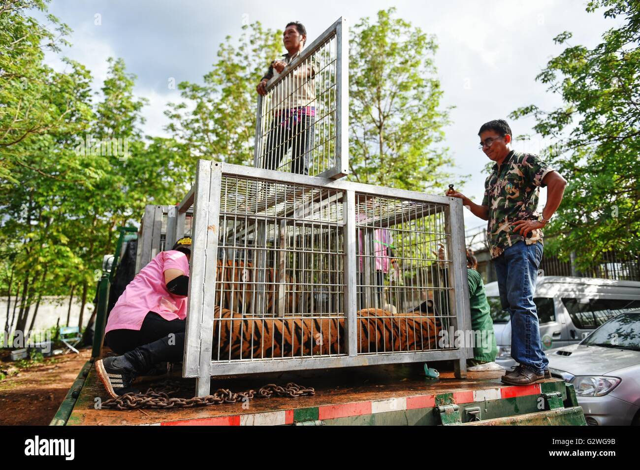 Kanchanaburi, Thailand. 3. Juni 2016. Thai Wild Mitarbeiter setzen Erwachsene Tiger in Käfigen vor ihrem Umzug von Wat Pha Luang Ta Bua oder "Tiger Tempel", in der Provinz Kanchanaburi, Zentral-Thailand, 3. Juni 2016. Die letzte Charge von insgesamt 137 Tiger aus der Tiger Tempel Kanchanaburi Provinz von Thailand wurden umgesiedelt, am Samstag, 6 Tage lang Tiger Umzug ein Ende gesetzt, während 5 Verdächtigen, darunter 3 Mönche Tierwelt Besitz jetzt angeklagt sind. © Li Mangmang/Xinhua/Alamy Live-Nachrichten Stockfoto