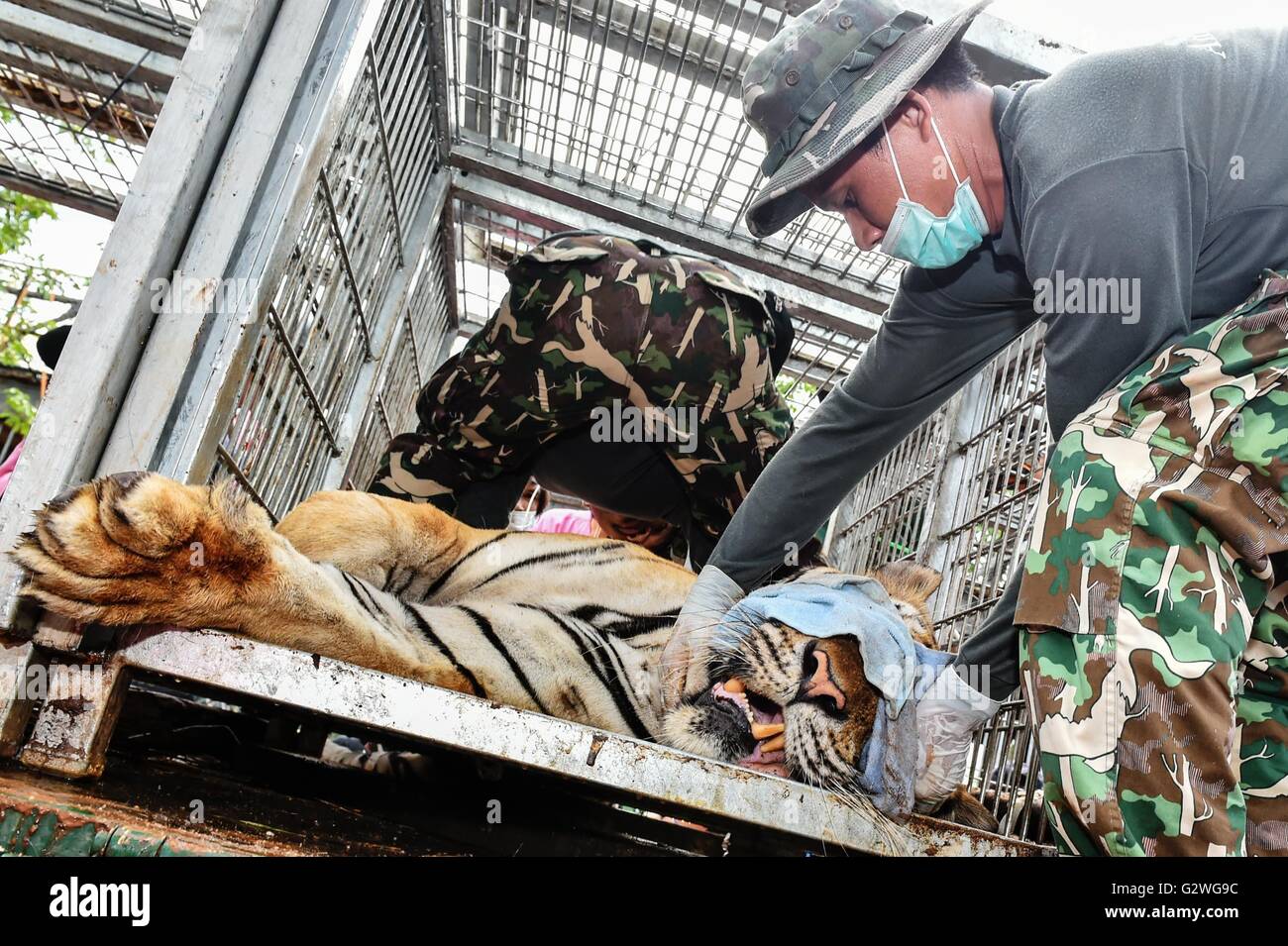 Kanchanaburi, Thailand. 3. Juni 2016. Thai Wildlife Beamten tragen ein Erwachsener Tiger von Wat Pha Luang Ta Bua, verlegt werden oder "Tiger Tempel", in der Provinz Kanchanaburi, Zentral-Thailand, 3. Juni 2016. Die letzte Charge von insgesamt 137 Tiger aus der Tiger Tempel Kanchanaburi Provinz von Thailand wurden umgesiedelt, am Samstag, 6 Tage lang Tiger Umzug ein Ende gesetzt, während 5 Verdächtigen, darunter 3 Mönche Tierwelt Besitz jetzt angeklagt sind. © Li Mangmang/Xinhua/Alamy Live-Nachrichten Stockfoto