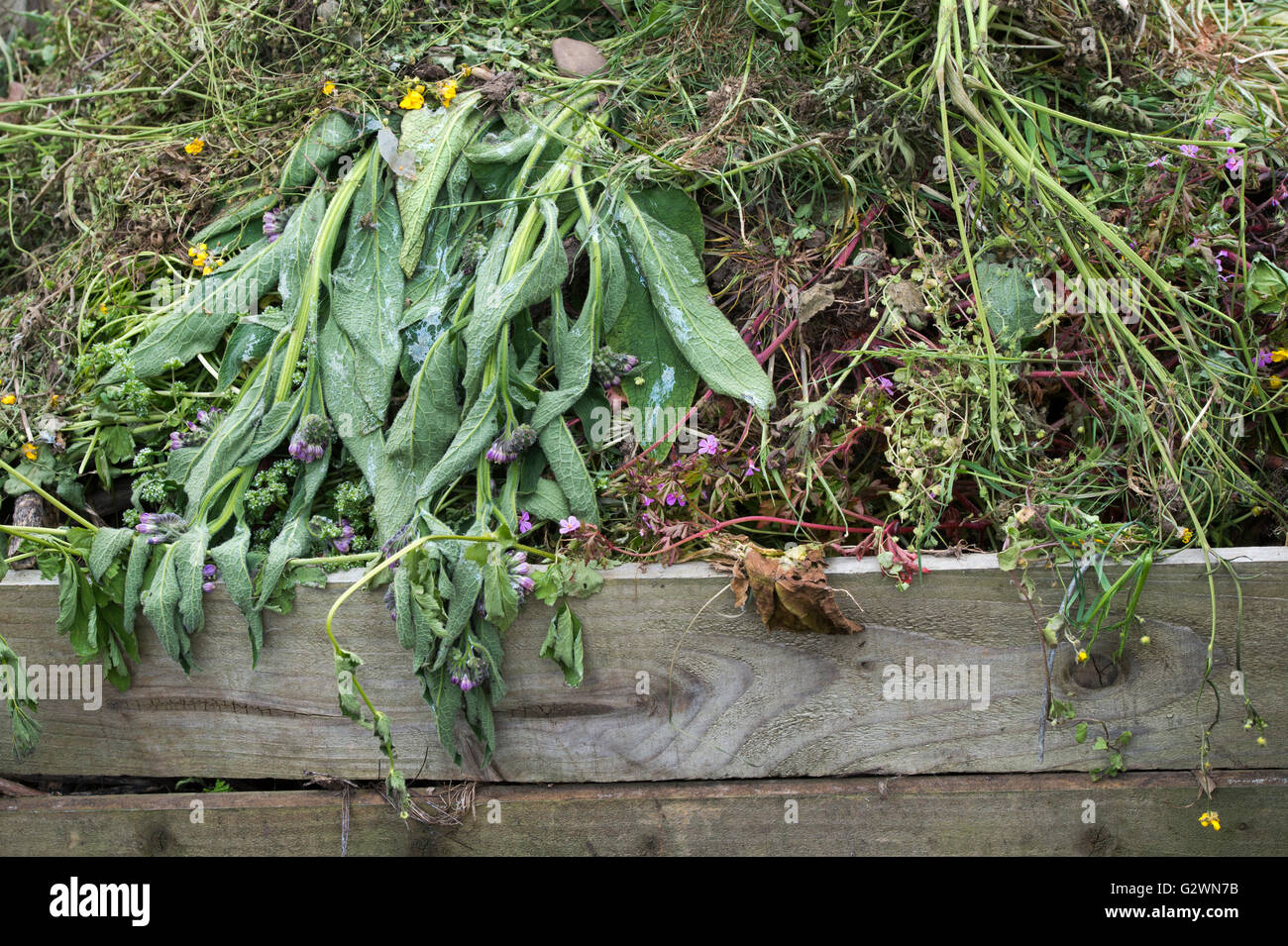 Verrottenden Gartenabfällen auf einem Komposthaufen, die mit Holzbohlen Stockfoto