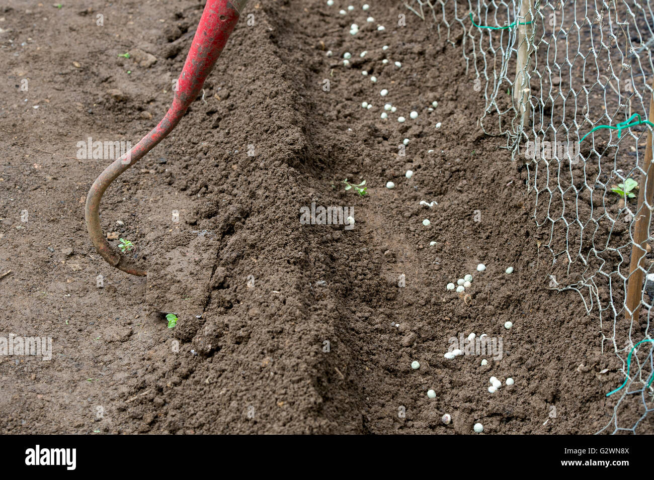 Zuckererbsen säen in einem Gemüse Garten Graben. UK Stockfoto