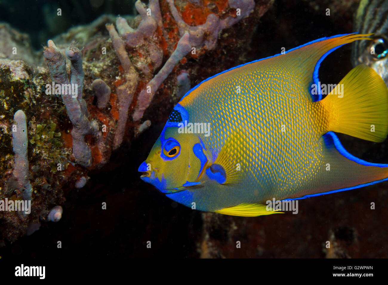 Eine fortgeschrittene Königin-Kaiserfisch (Holacanthus Ciliaris), eines der bunter Fisch auf der Coral reef. Stockfoto