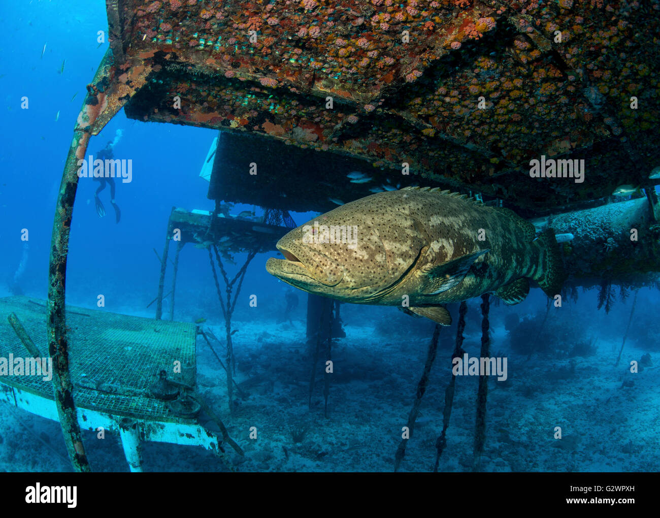 Ein Goliath Grouper verweilt in der Nähe von Aquarius Reef Base, ein Unterwasser-Habitat als Unterwasser-Labor verwendet. Stockfoto