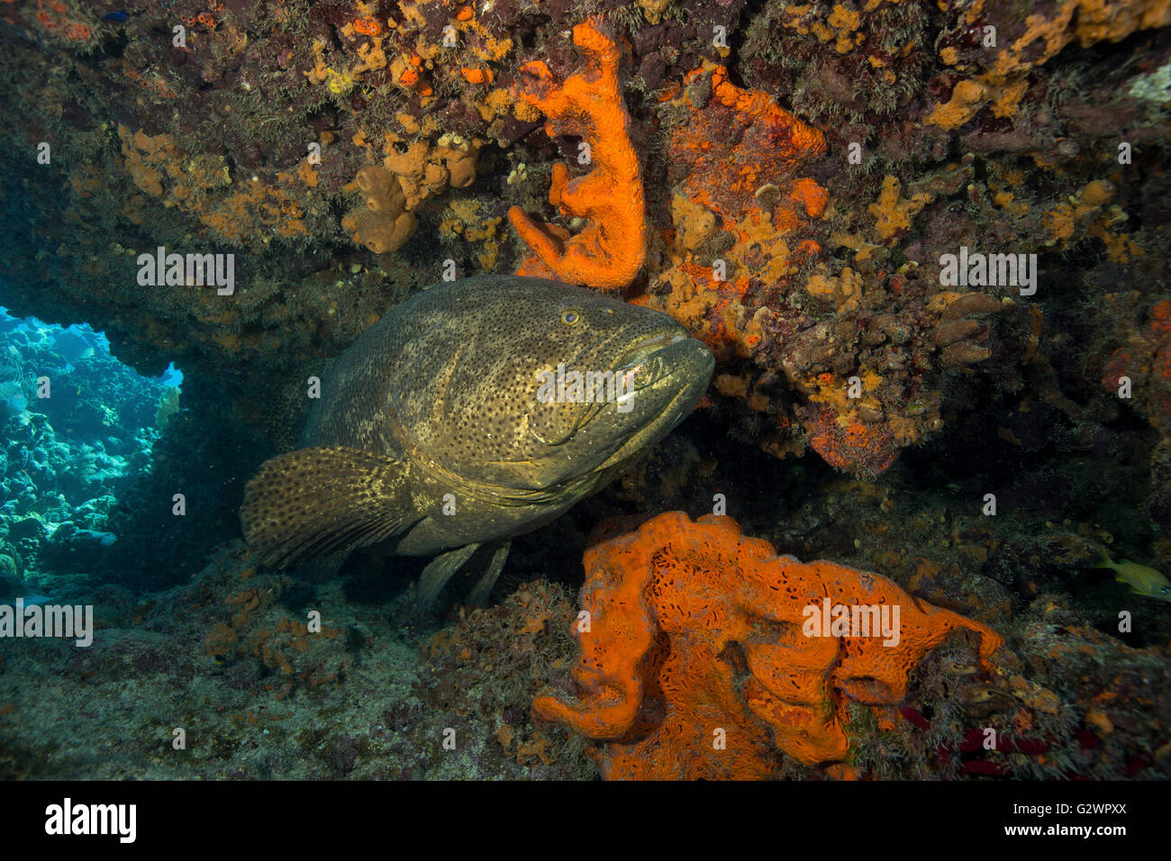Ein Goliath Grouper Projekten einen warnenden Blick, wie es in der Nähe von den Schutz von einem Riff Felsvorsprung am Feuer Korallen Höhlen Tauchplatz verweilt. Stockfoto