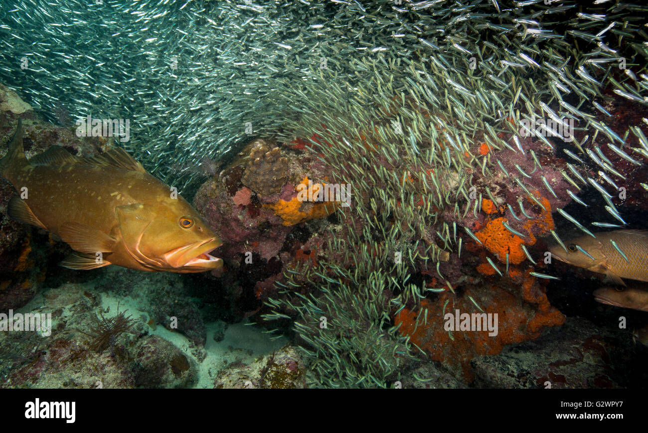 Nassau-Zackenbarsch und ein paar graue Schnapper, Verweilen in der Nähe eine große Schule von Glas Elritzen, in der Hoffnung auf eine Mahlzeit. Stockfoto