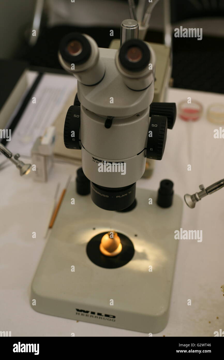 Mikroskop für die wissenschaftliche Arbeit, Bonn, Deutschland Stockfoto