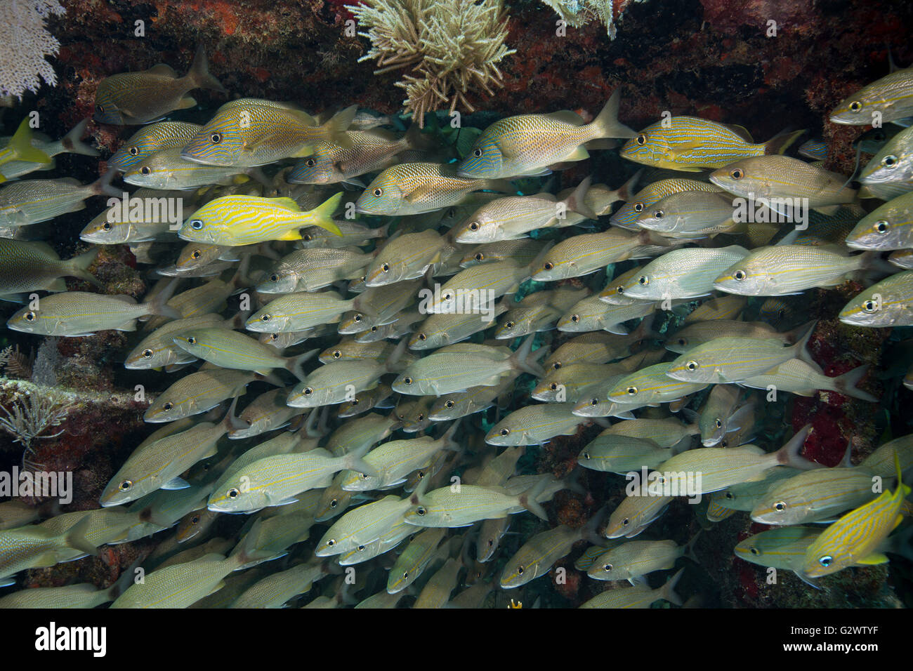 Eine große Schule von Tomtate und weißen Grunzen verweilt in der Nähe von den Schutz von Korallen Ledge. Stockfoto