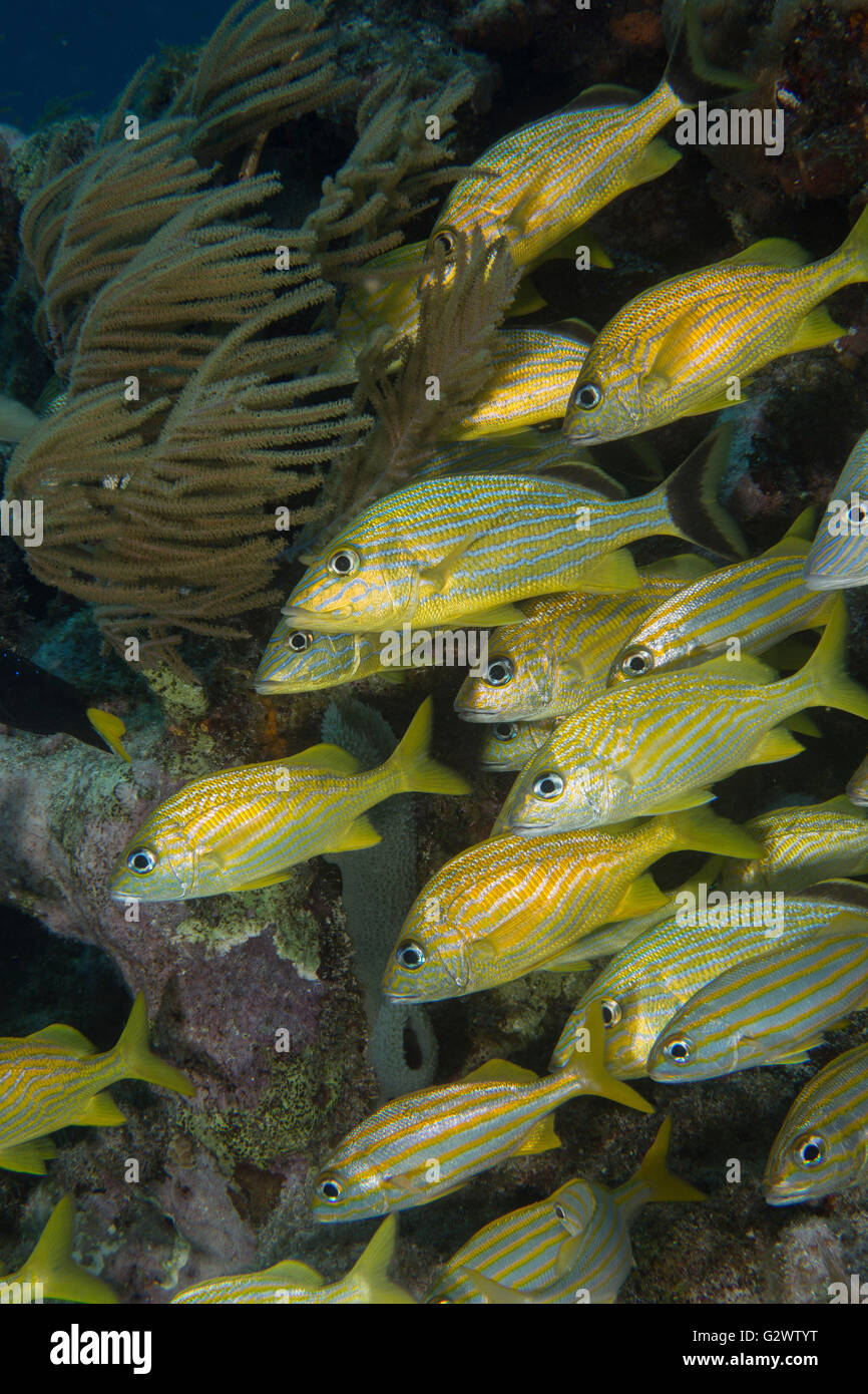 Blauer Streifen, Französisch und Smallmouth Grunzen Verweilen in der Nähe von den Schutz von Korallen Ledge. Stockfoto