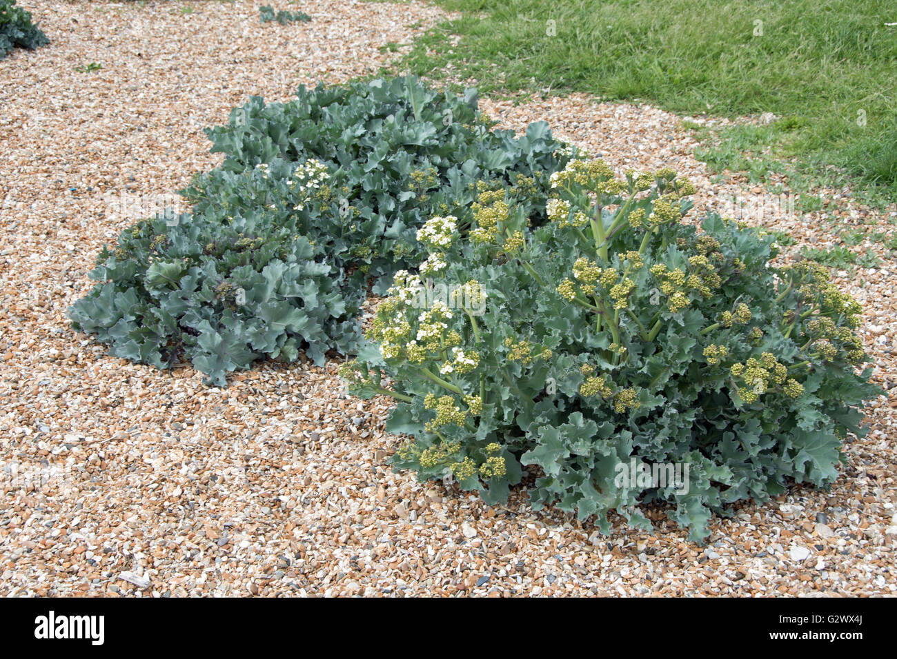 Meerkohl Crambe maritima Stockfoto
