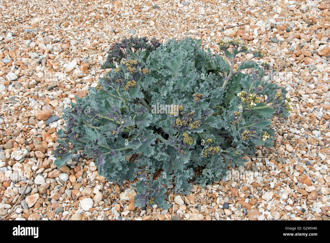 Meerkohl Crambe maritima Stockfoto