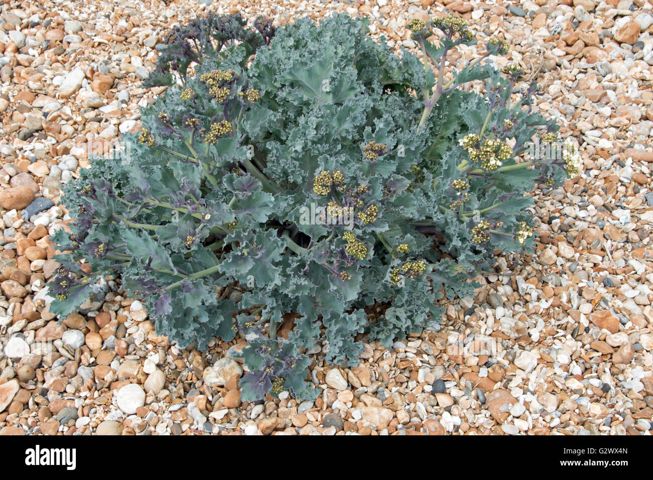 Meerkohl Crambe maritima Stockfoto