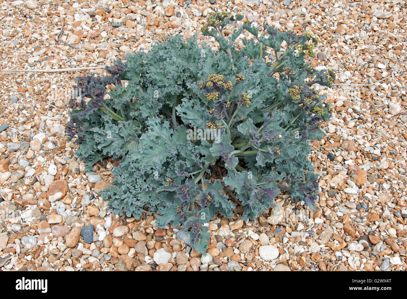 Meerkohl Crambe maritima Stockfoto