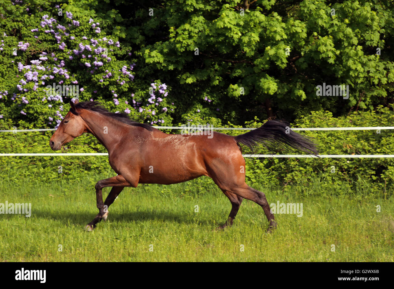 12.05.2015, Neuenhagen, Brandenburg, Deutschland - Pferd im Galopp auf der Weide. 00S150512D311CAROEX. JPG - nicht für den Verkauf in G E R M A N Y, A U S T R I A S W I T Z E R L A N D [MODEL-RELEASE: nicht anwendbar, PROPERTY-RELEASE: Nein, (C) Caro Fotoagentur / Sorge, http://www.caro-images.com, info@carofoto.pl - jegliche Nutzung dieses Bildes unterliegt GEMA!] Stockfoto