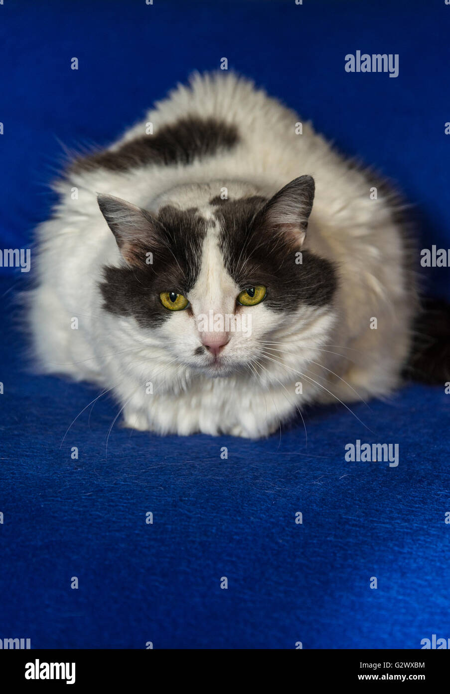 Katze auf blaue Decke Stockfoto
