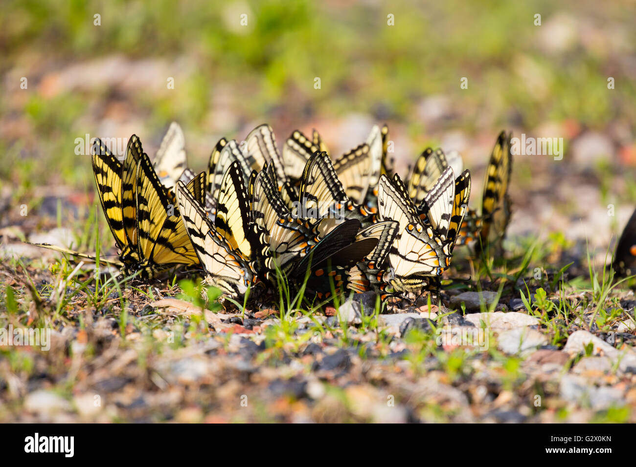 Große Gruppe von puddling Eastern Tiger Schwalbenschwanz Schmetterlinge (Papilio Glaucus) Stockfoto