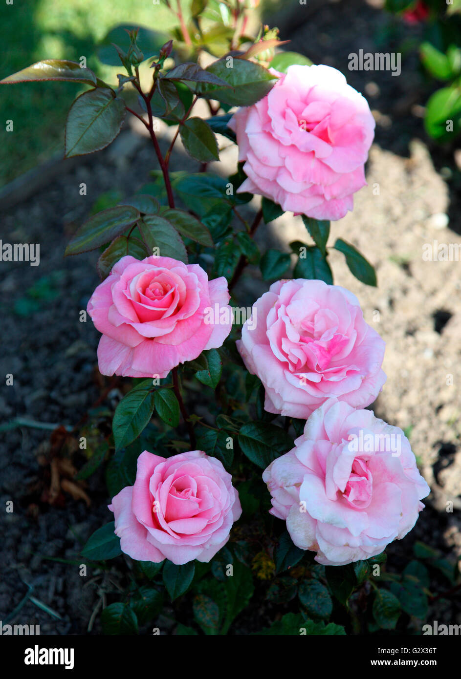 Die Dromoland Rose in den ummauerten Garten Dromoland Castle Stockfoto