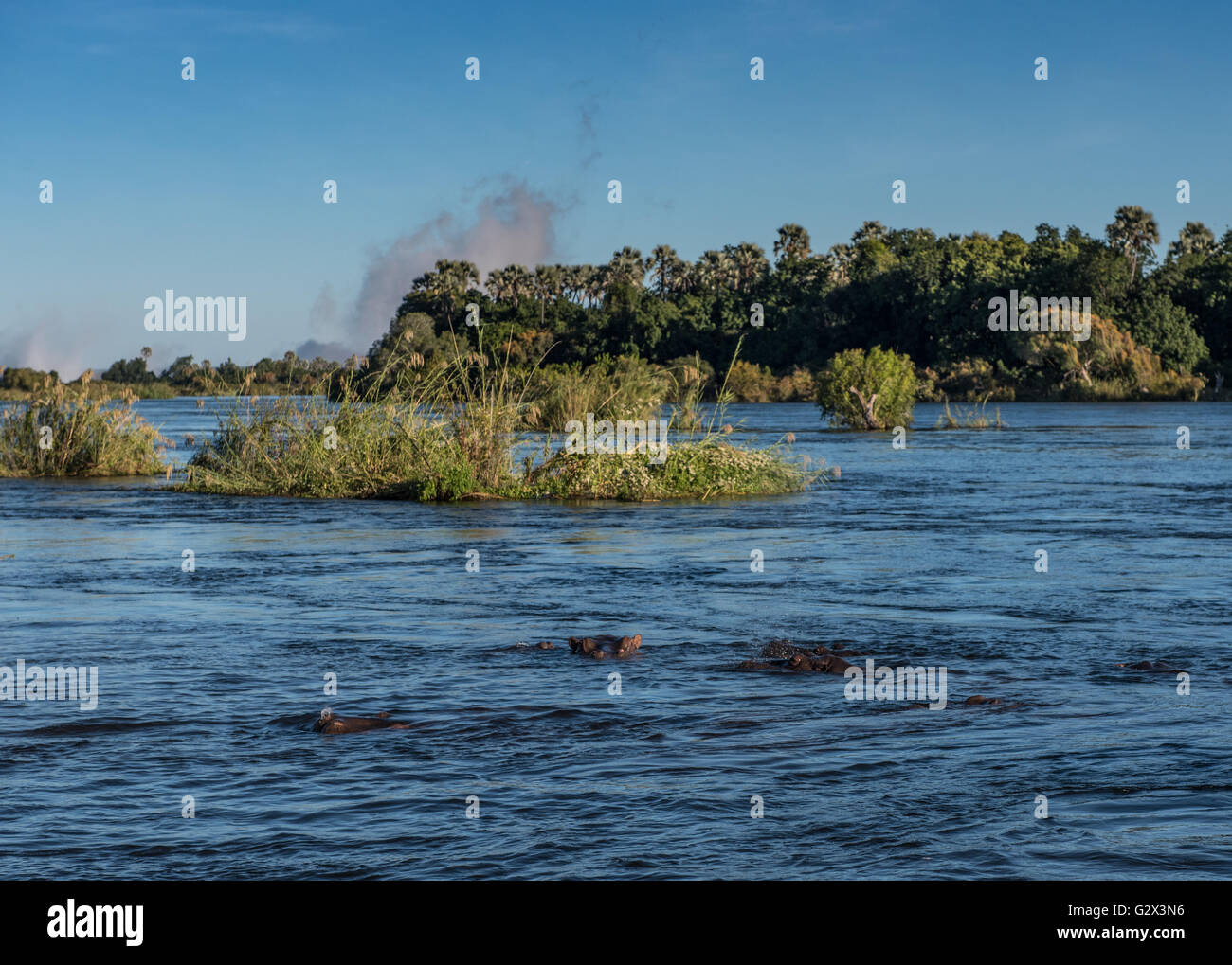 Eine Herde von Nilpferd in dem Fluss Sambesi über Viktoriafälle Stockfoto