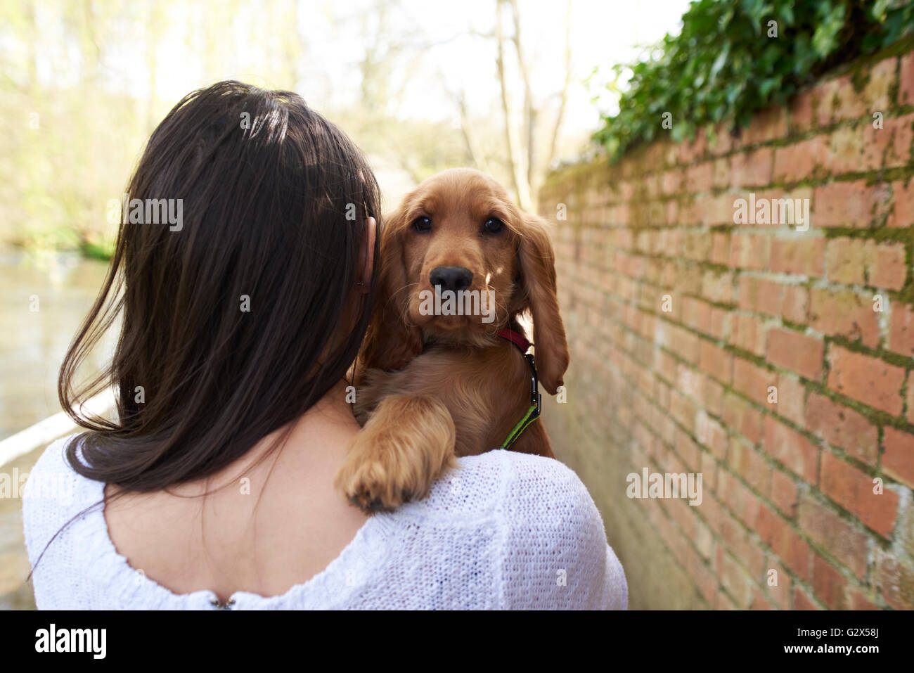 Cocker Spaniel Eigentümer halten Hund auf Outdoor-Spaziergang Stockfoto