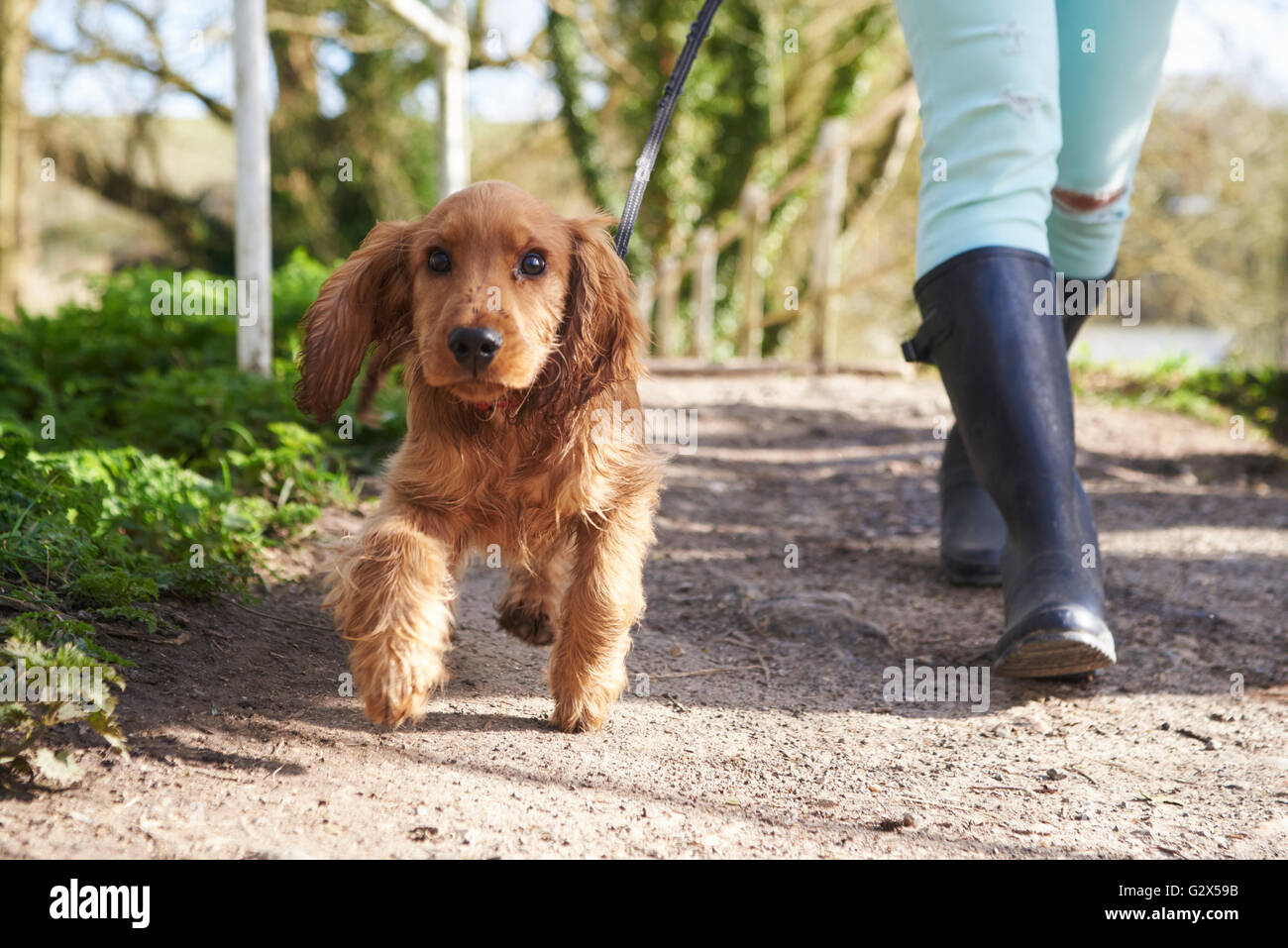 Cocker Spaniel Welpen auf Outdoor-Spaziergang mit Besitzer Stockfoto