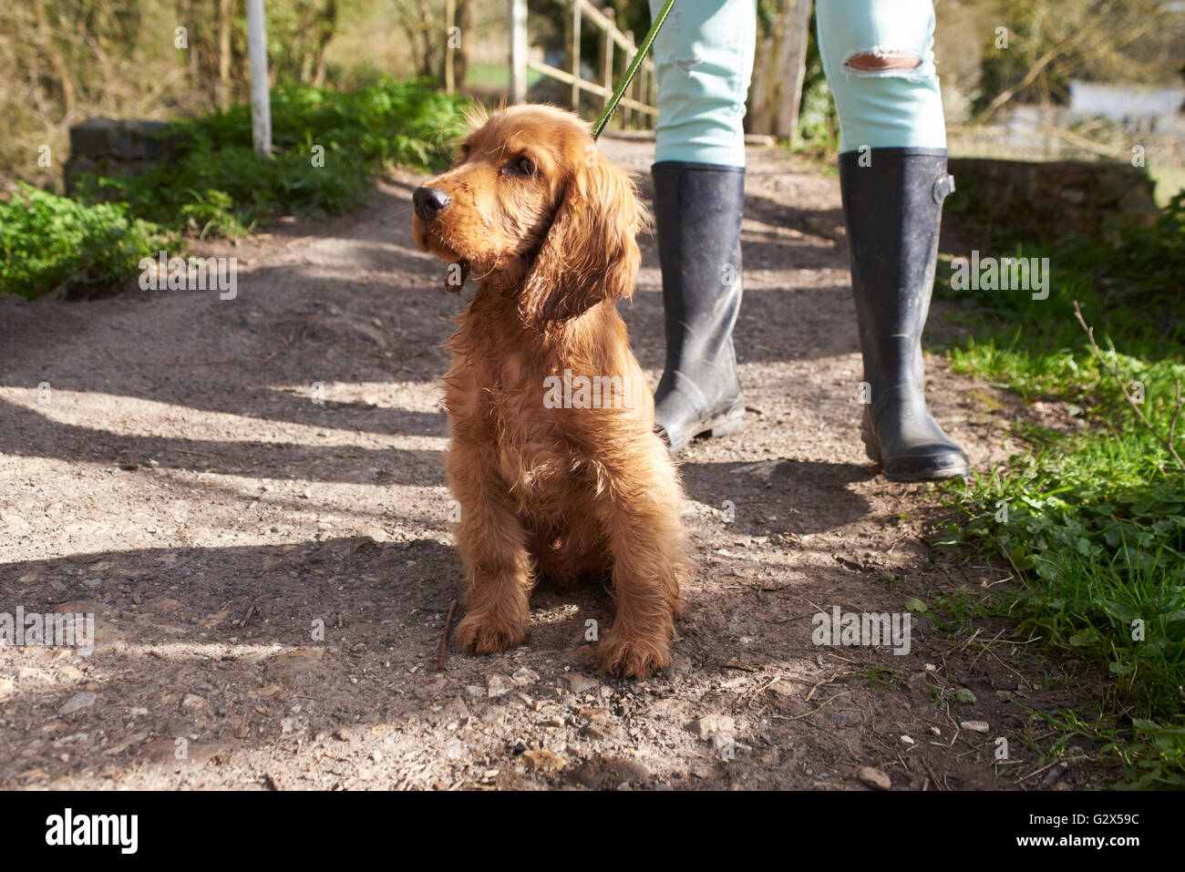 Cocker Spaniel Welpen auf Outdoor-Spaziergang mit Besitzer Stockfoto