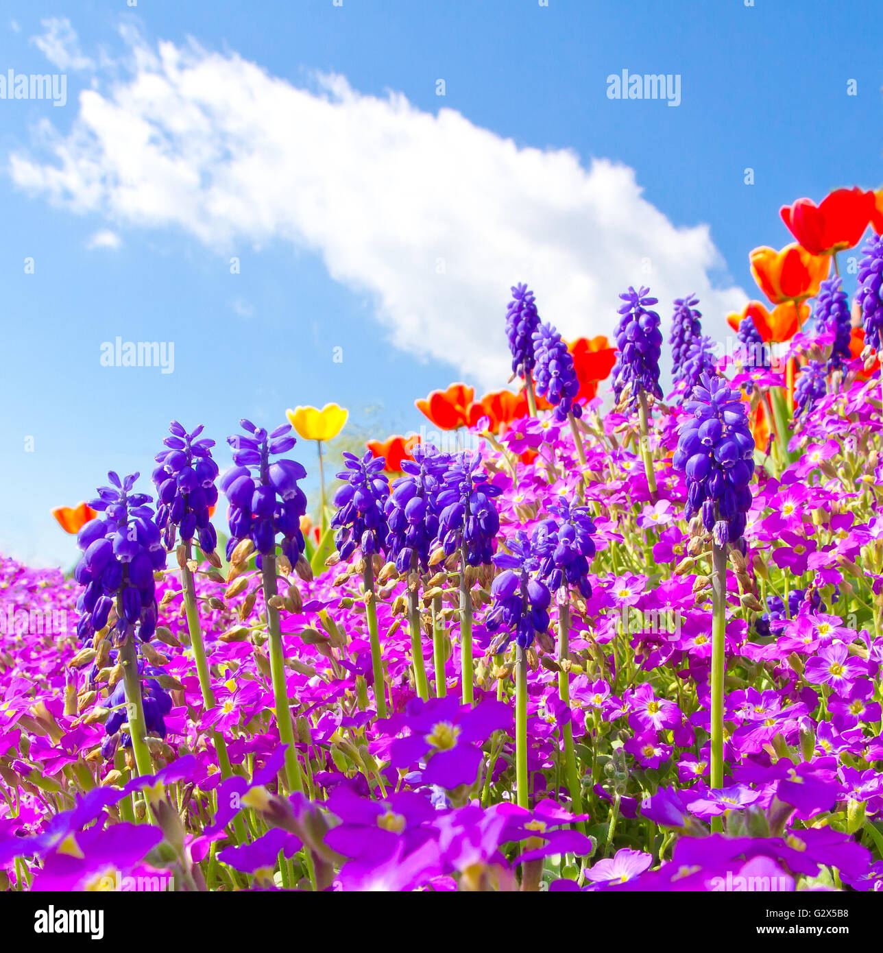 Bunte Blumen im Garten Stockfotografie Alamy