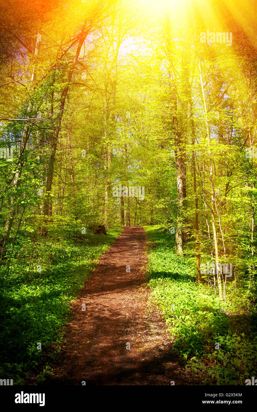 Licht im Wald Stockfoto