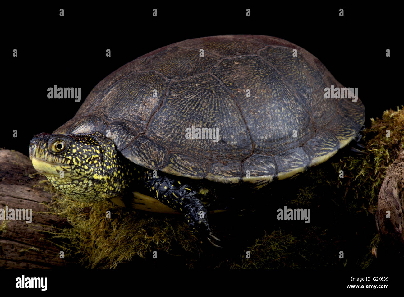 Europäische Sumpfschildkröte (Emys Orbicularis) Stockfoto