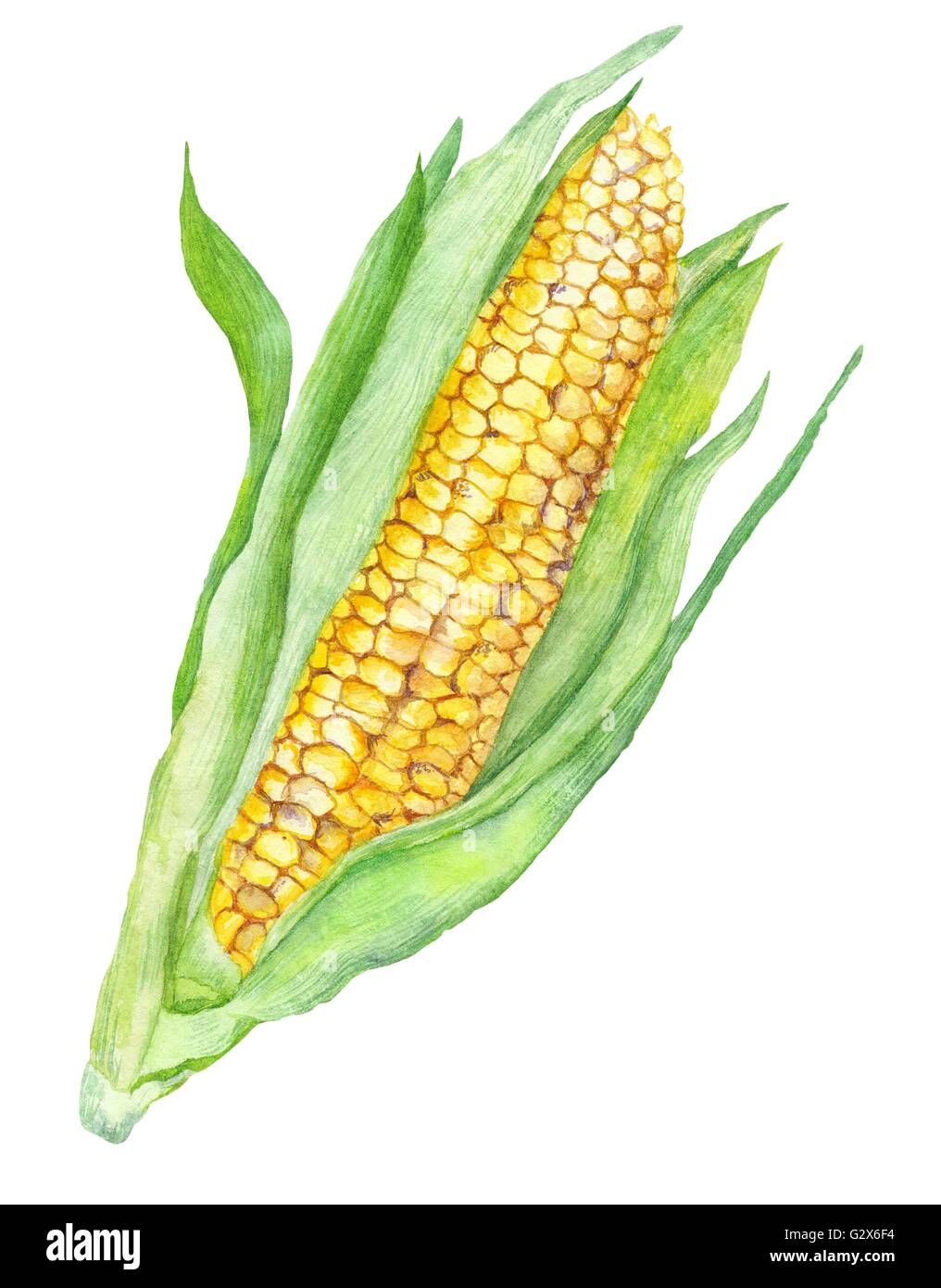 Ausführliche botanische Illustration von Vegan Gemüse grün Blätter auf weißem Hintergrund Stockfoto