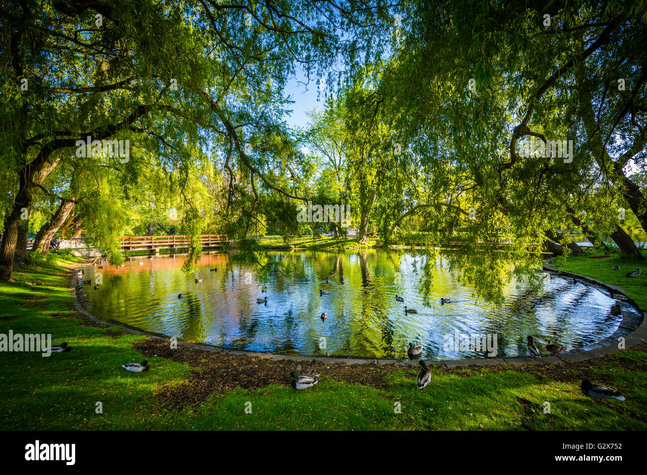 Teich in Inselmitte, in Toronto, Ontario. Stockfoto Teich in Inselmitte, in Toronto, Ontario. Stockfoto