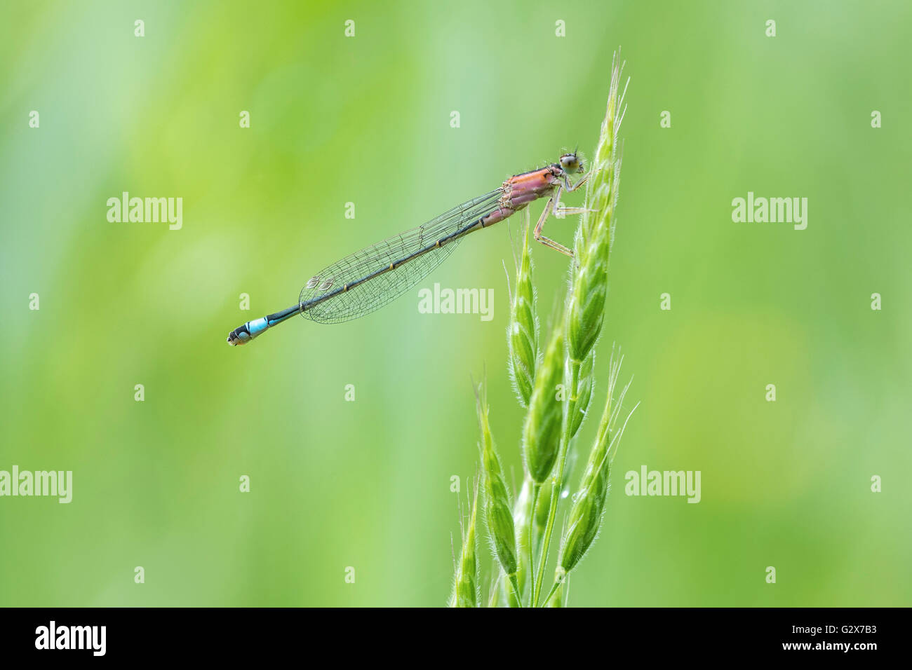 Makro Nahaufnahme von einer weiblichen blau-tailed Damselfly (Ischnura Elegans) in der Form saniert ruht auf dem Rasen in eine bunte Wiese. Stockfoto