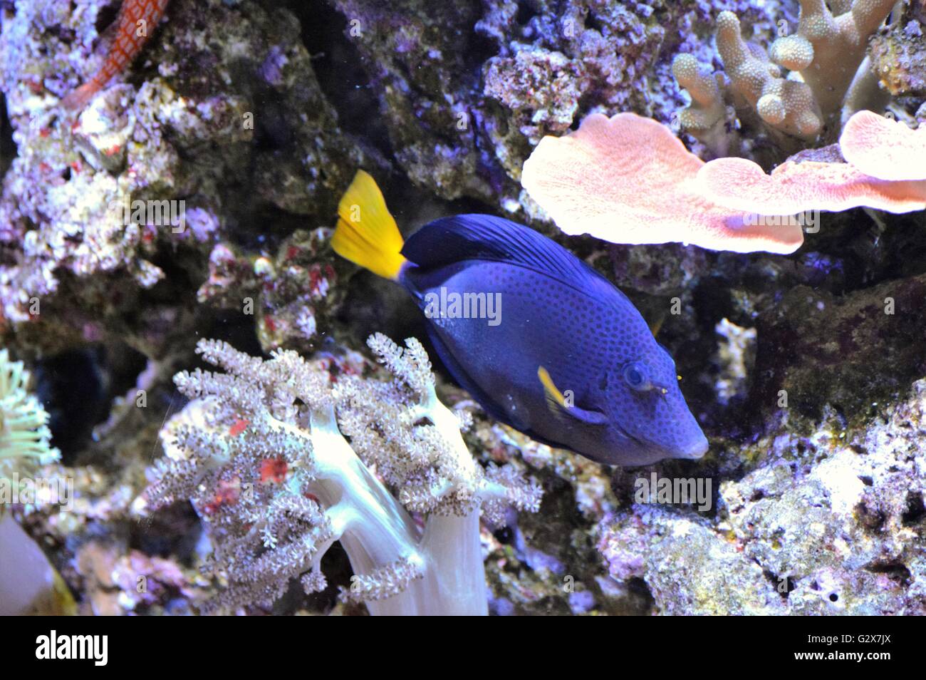 Blaue Tang Fisch Stockfoto