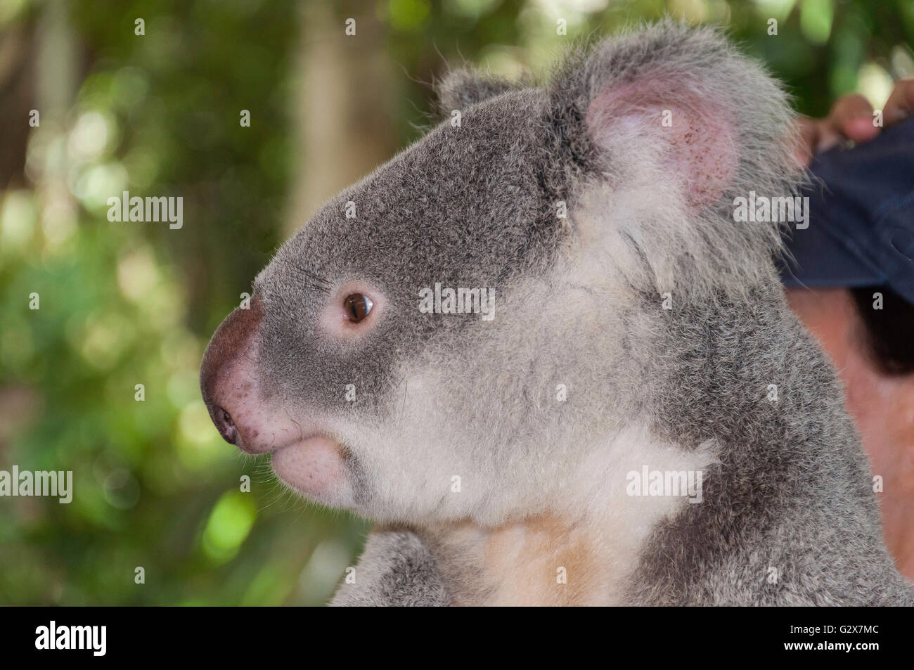 Koala im Lone Pine Koala Sanctuary, Feigenbaum Tasche, Brisbane, Queensland, Australien Stockfoto