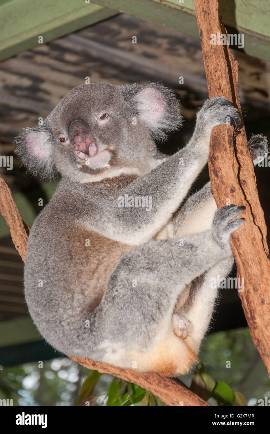 Koala im Lone Pine Koala Sanctuary, Feigenbaum Tasche, Brisbane, Queensland, Australien Stockfoto