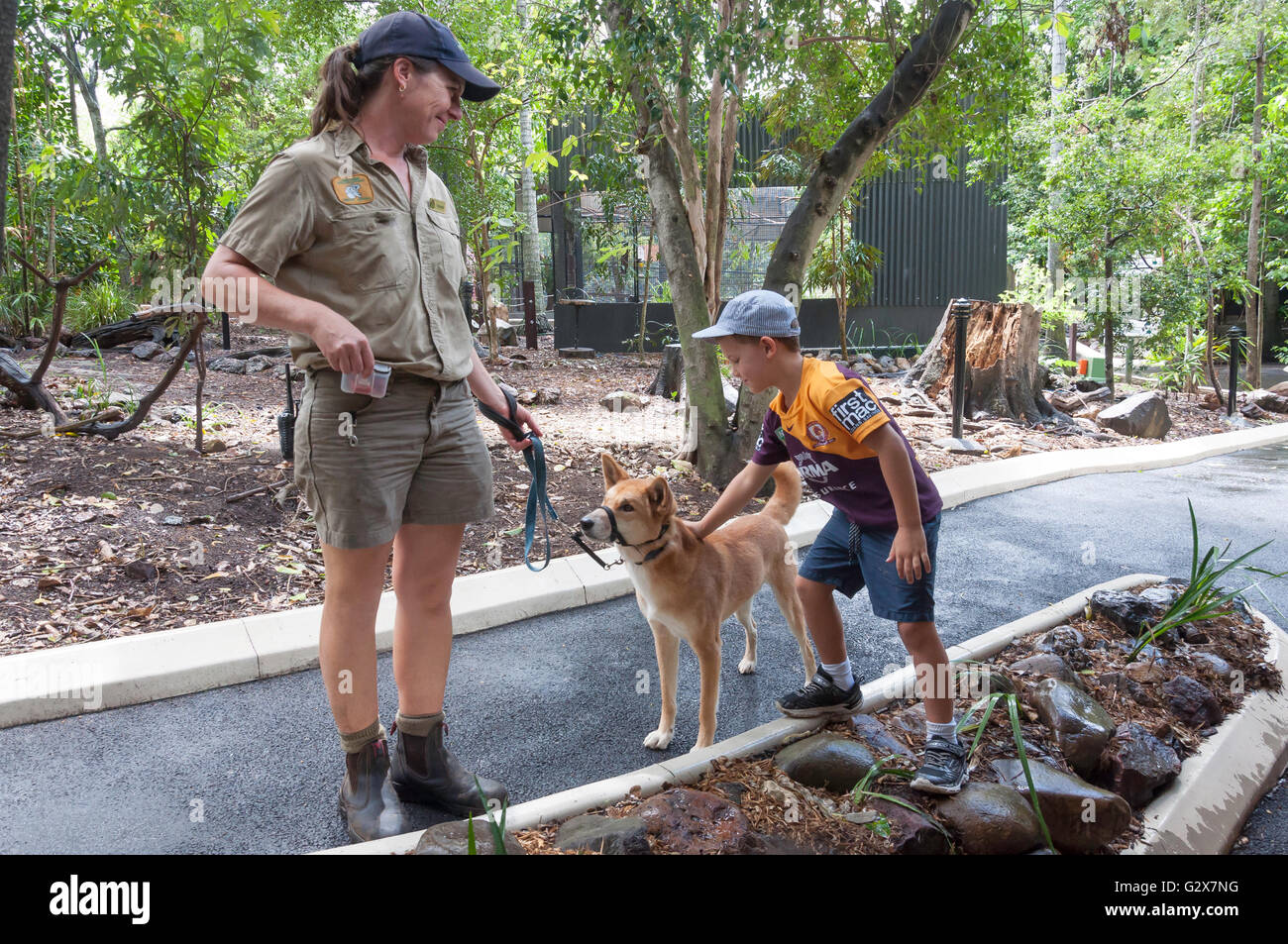 Parkführer mit australischen Dingo im Lone Pine Koala Sanctuary, Fig Tree Pocket, Brisbane, Queensland, Australien Stockfoto