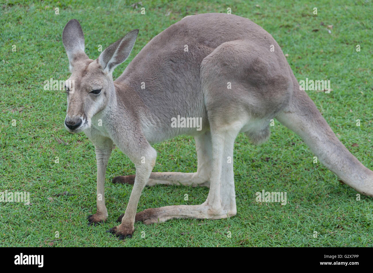 Westliche graue Känguru in Lone Pine Koala Sanctuary, Feigenbaum Tasche, Brisbane, Queensland, Australien Stockfoto