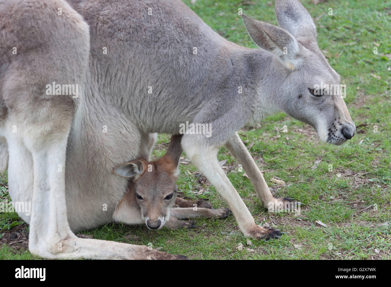 Weibliche westlichen Grey Kangaroo mit Joey in Lone Pine Koala Sanctuary, Fig Tree Pocket, Brisbane, Queensland, Australien Stockfoto