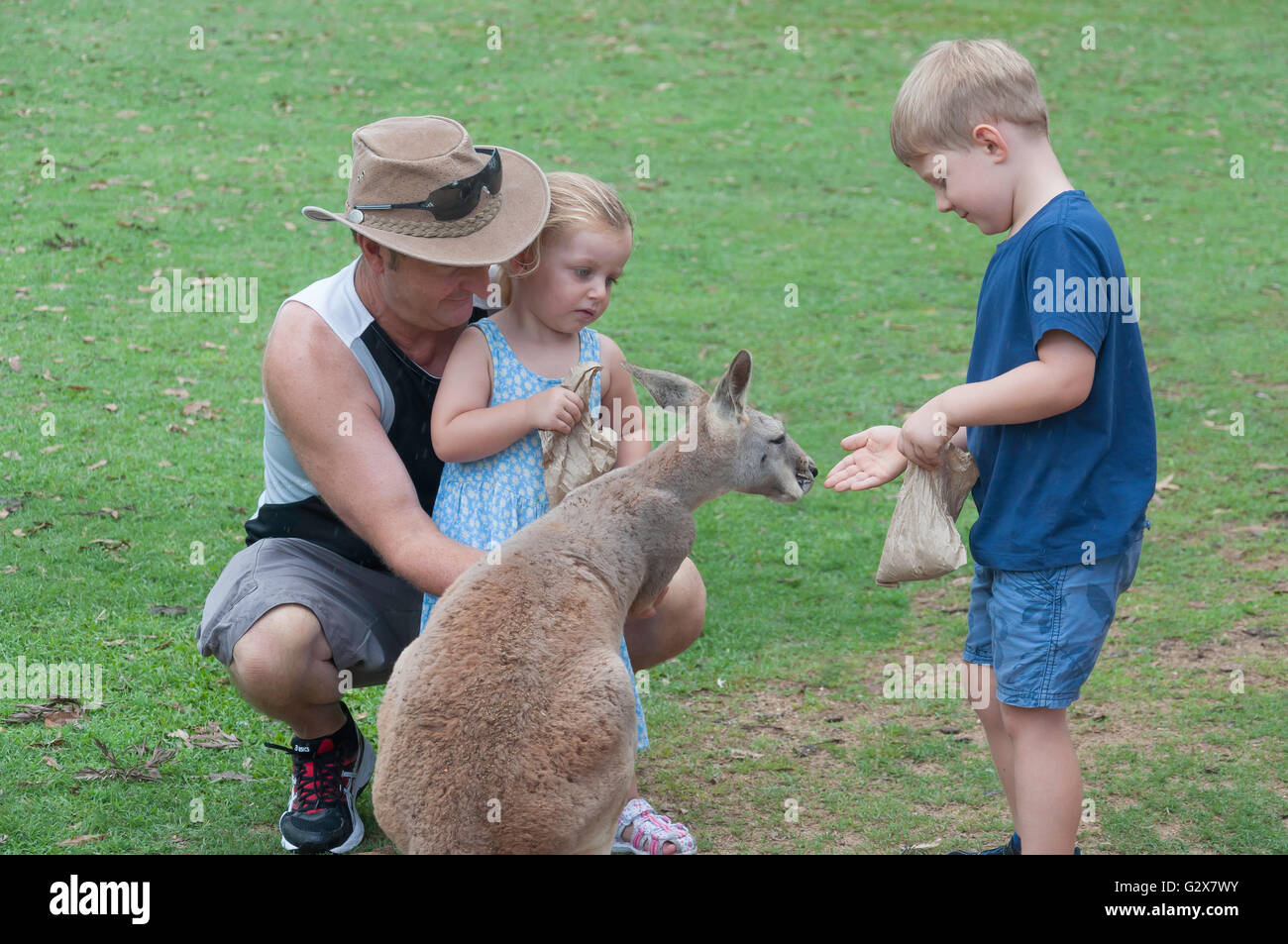 Kinder füttern Western Grey Kangaroo in Lone Pine Koala Sanctuary, Fig Tree Pocket, Brisbane, Queensland, Australien Stockfoto