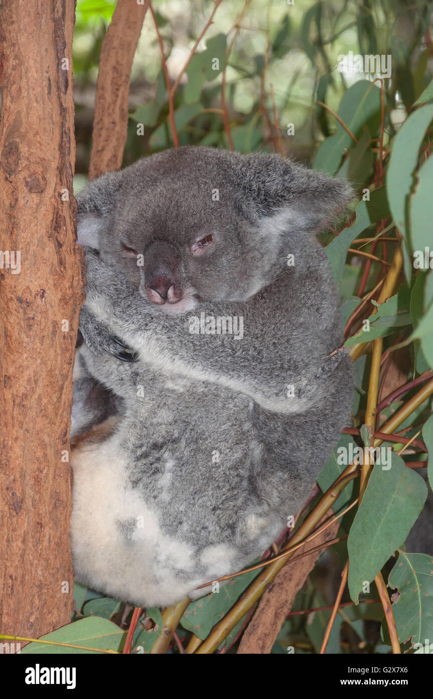Schläfrige Koala im Lone Pine Koala Sanctuary, Fig Tree Pocket, Brisbane, Queensland, Australien Stockfoto