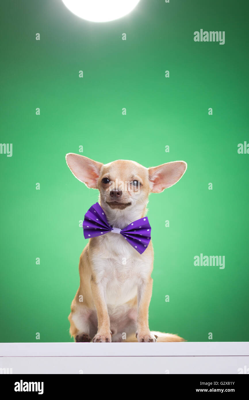 Chihuahua Hund sitzen dumme Ausdruck. Grüner Hintergrund Stockfoto