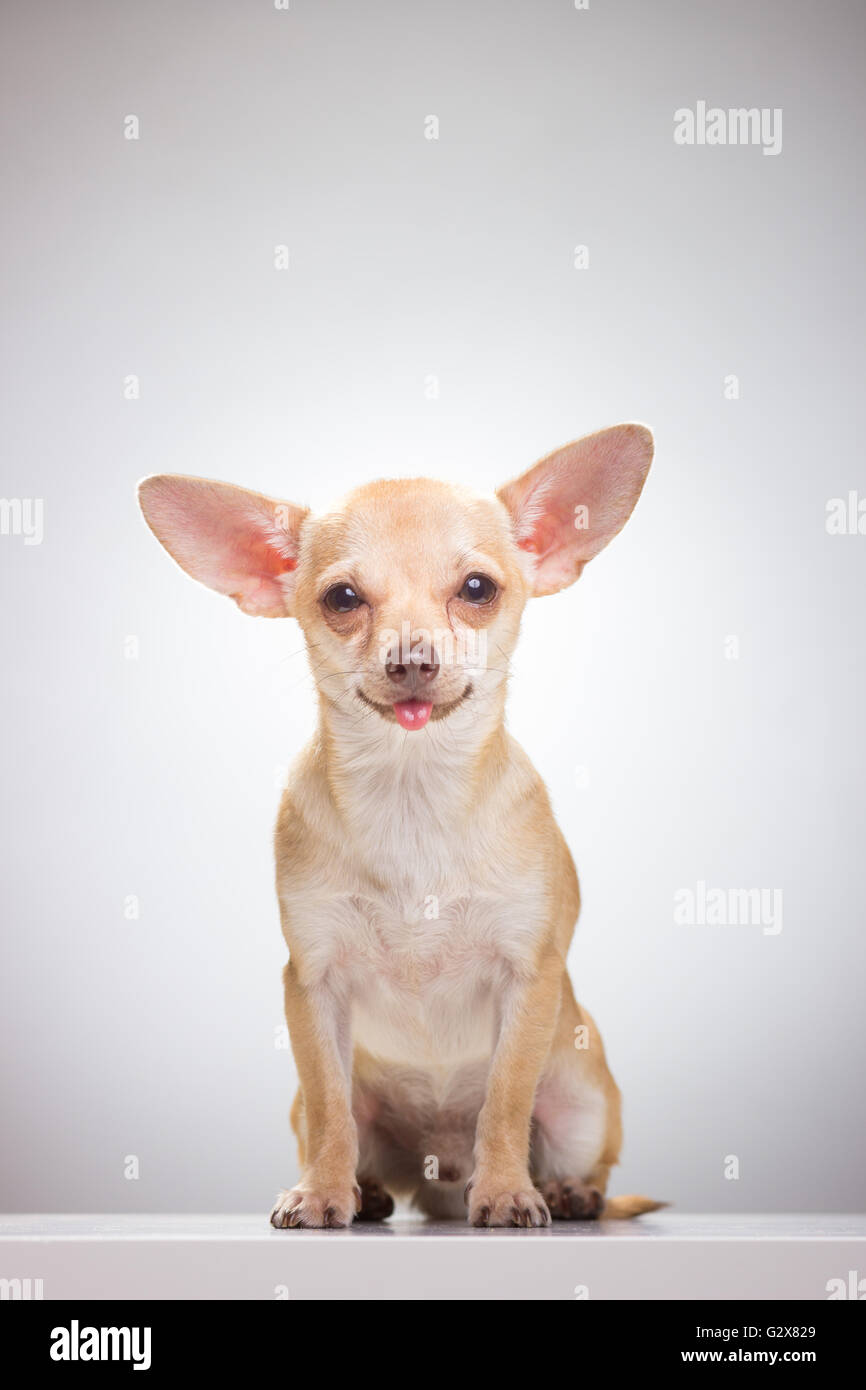 Niedliche Chihuahua Hund, weißen Hintergrund. Stockfoto